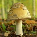広告バナーをトップページに表示させたい